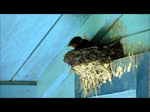 How swallows build nests? (HD)